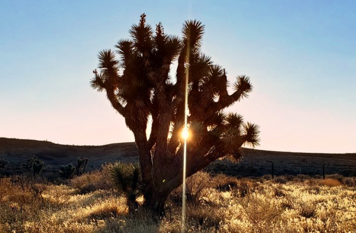 beams of rising sunlight shining through the fronds of a Joshua tree surrounded by golden grass with a hill and pastel-colored sky in the background